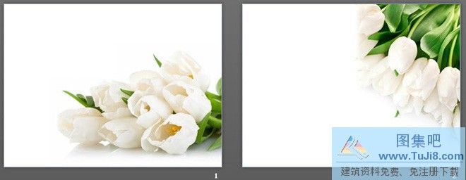 两张白色郁金香PowerPoint背景图片,循环PPT模板,植物背景图片,花儿PPT模板,花卉PPT模板,花朵PPT模板,两张白色郁金香PowerPoint背景图片下载