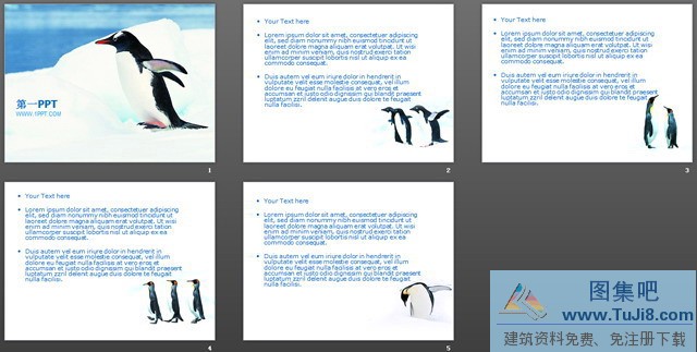 企鹅PPT模板,动物PPT模板,南极企鹅保护动物PPT模板,自然PPT模板,南极企鹅保护动物PPT模板