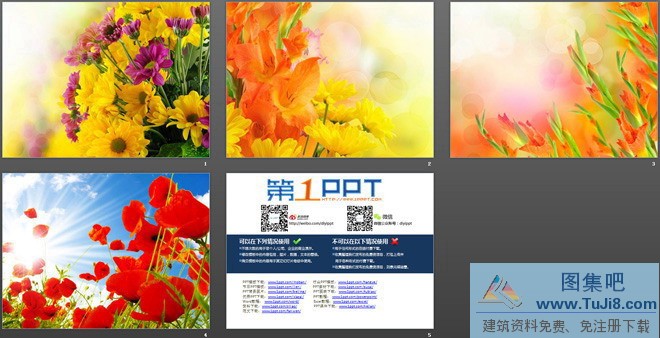彩色PPT模板,循环PPT模板,植物背景图片,橙色温馨鲜花PPT背景图片,花儿PPT模板,花卉PPT模板,花朵PPT模板,橙色温馨鲜花幻灯片背景图片下载