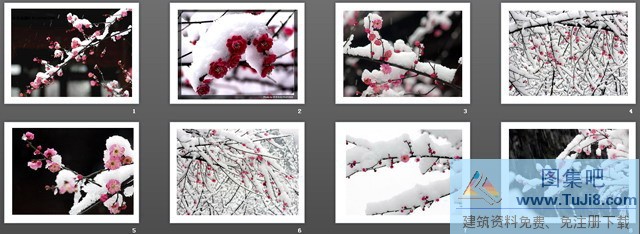 各种梅花PPT背景图片,梅花PPT模板,植物背景图片,各种梅花PPT背景图片